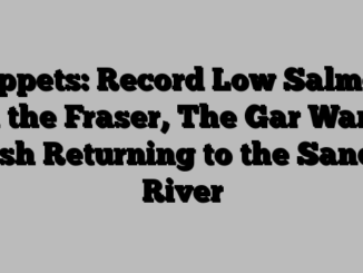 Tippets: Record Low Salmon in the Fraser, The Gar Wars, Fish Returning to the Sandy River   